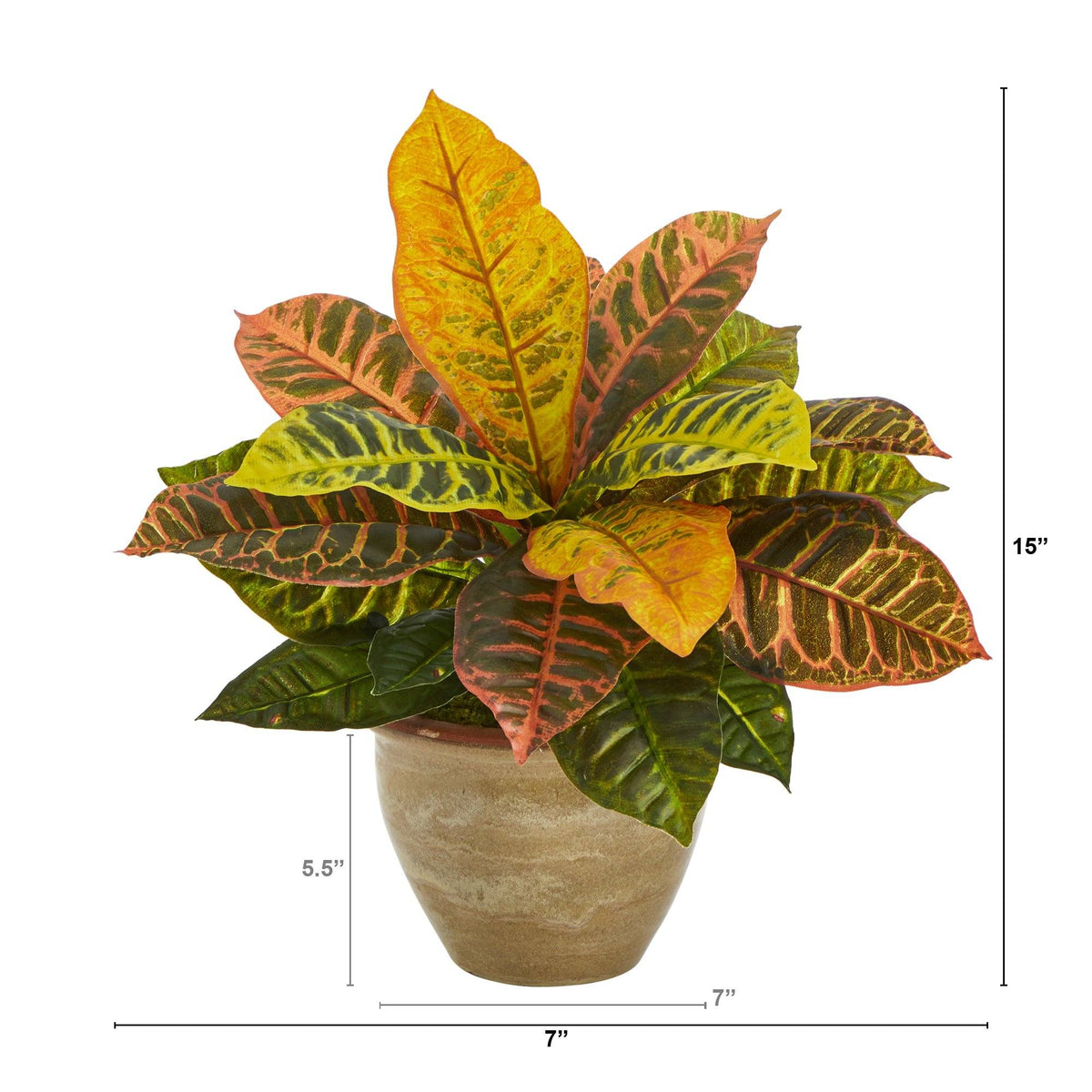 a potted plant with a size chart
