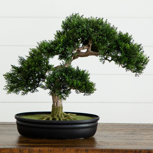 a bonsai tree in a pot