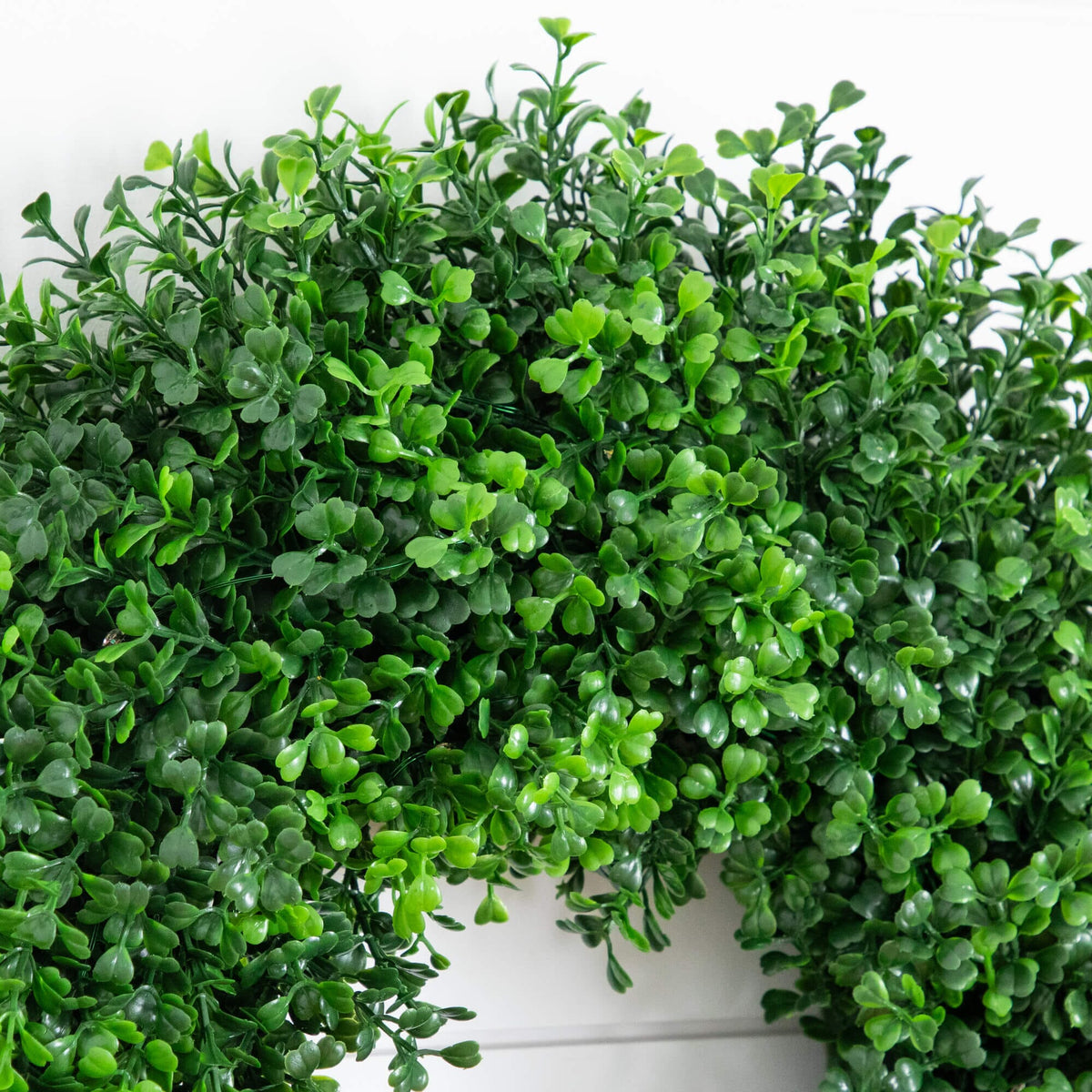 a green plant on a wall