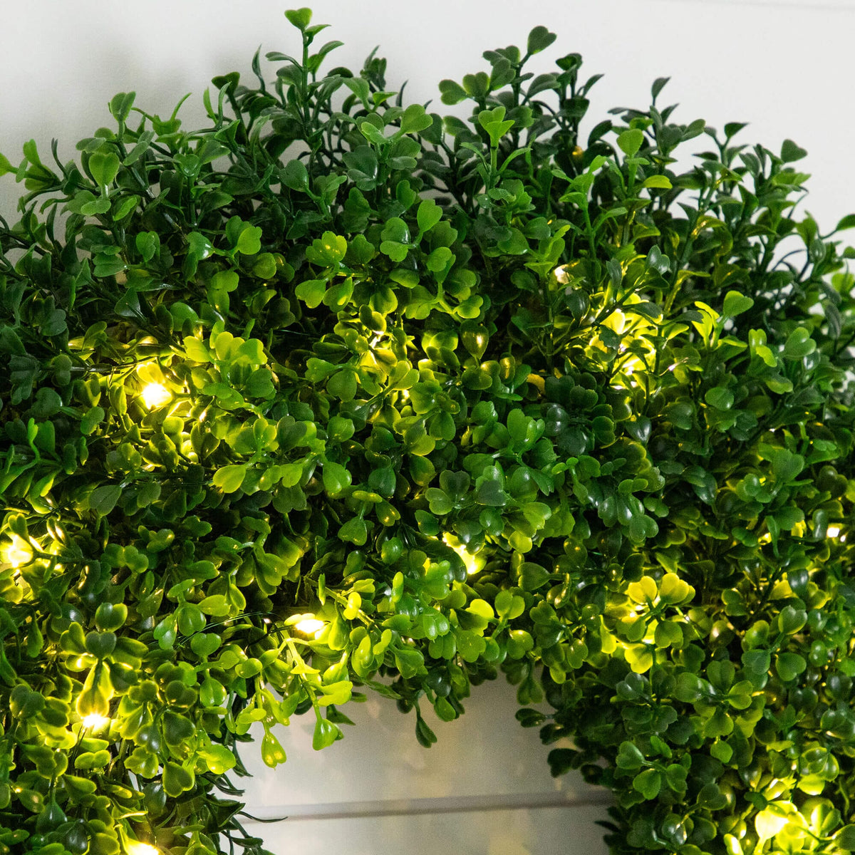 a green plant with lights