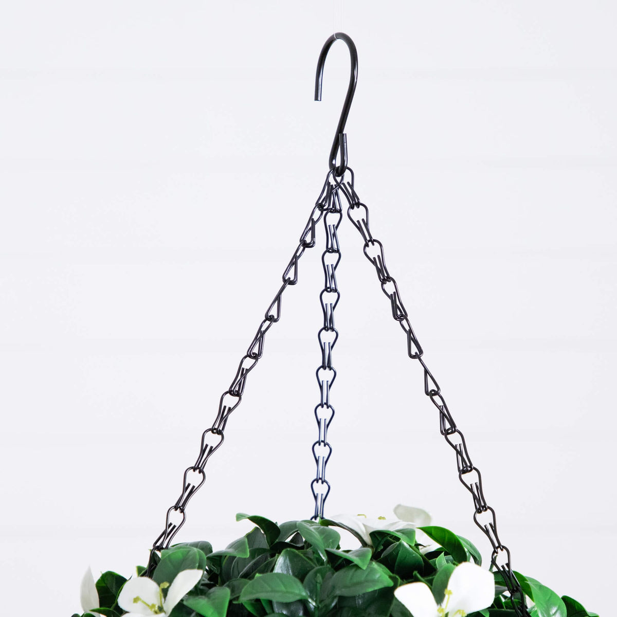 a potted plant with white flowers