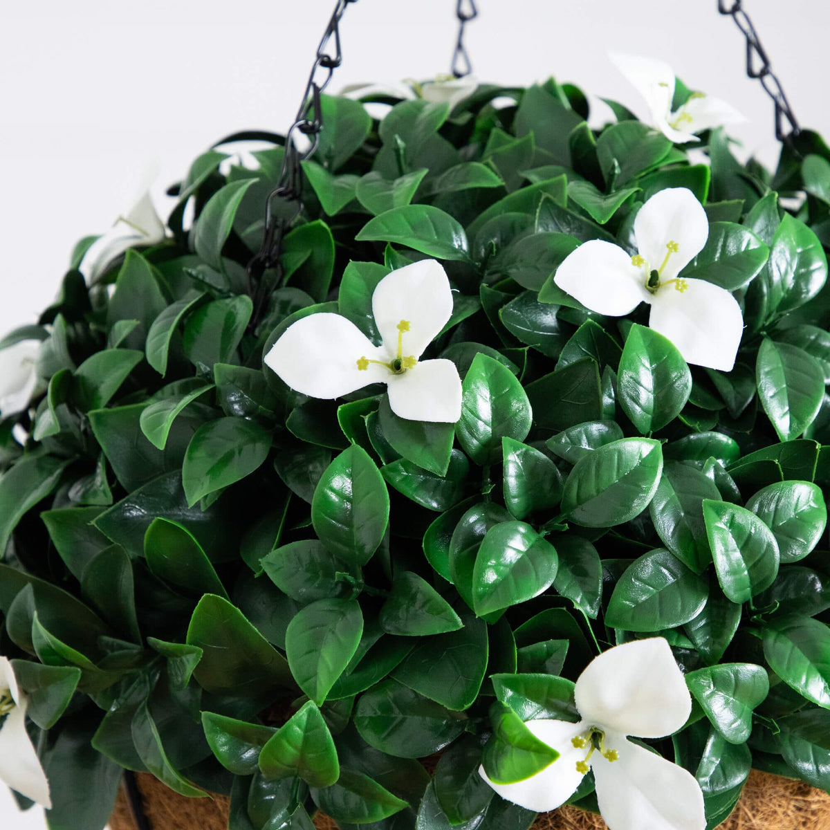 a plant with white flowers