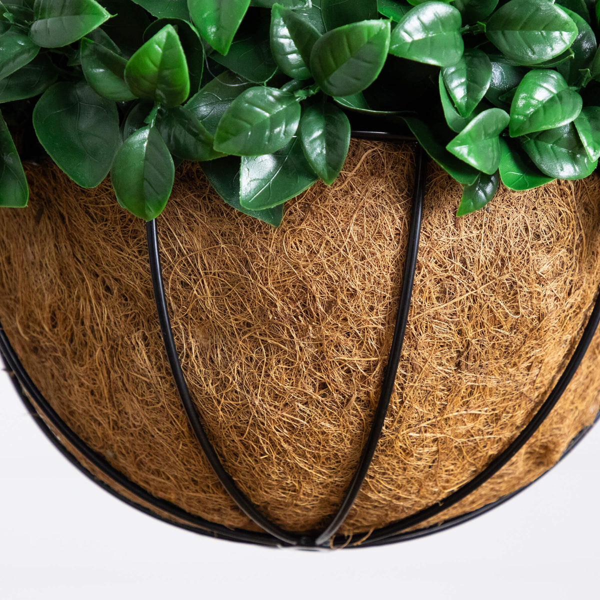 a plant in a pot
