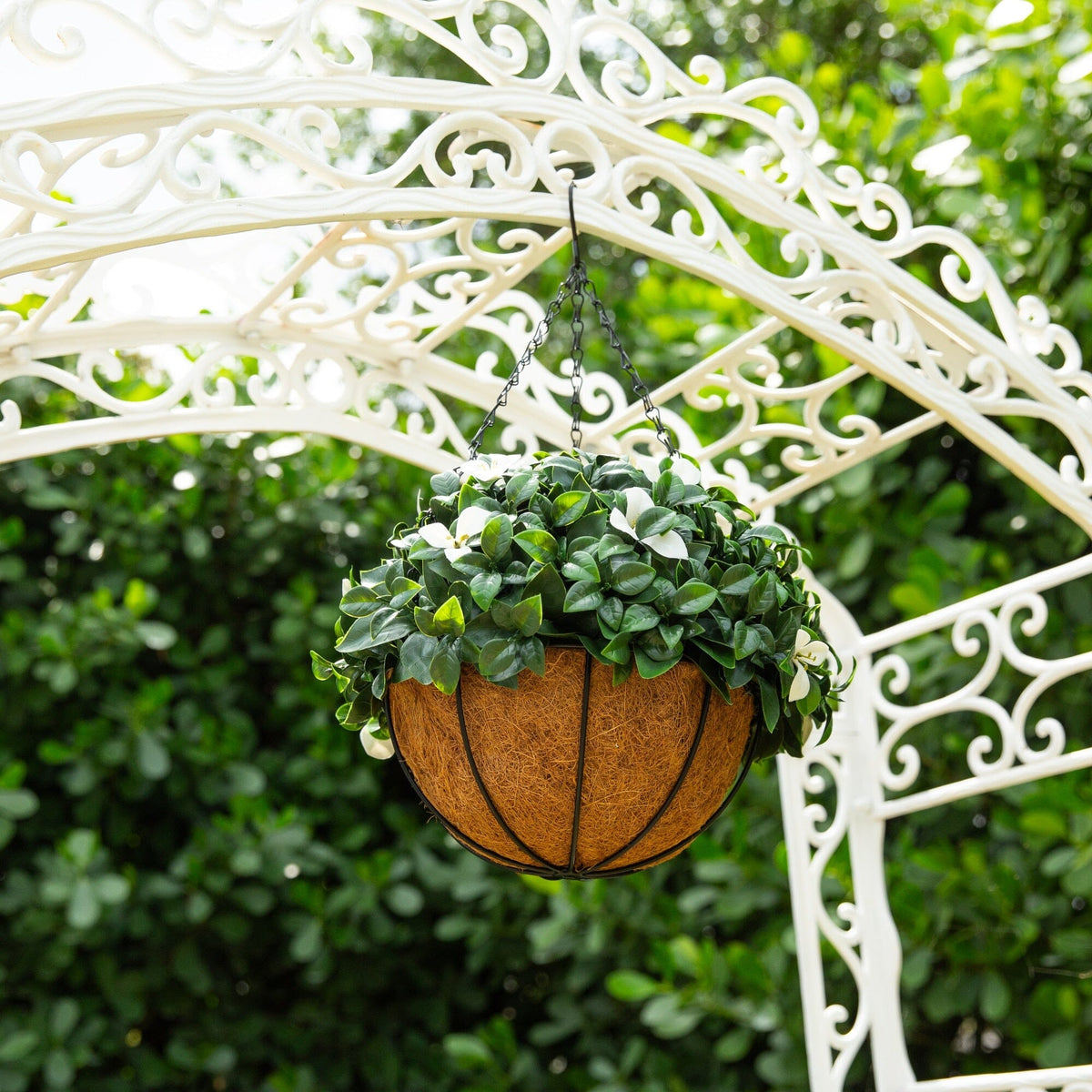 a plant in a basket