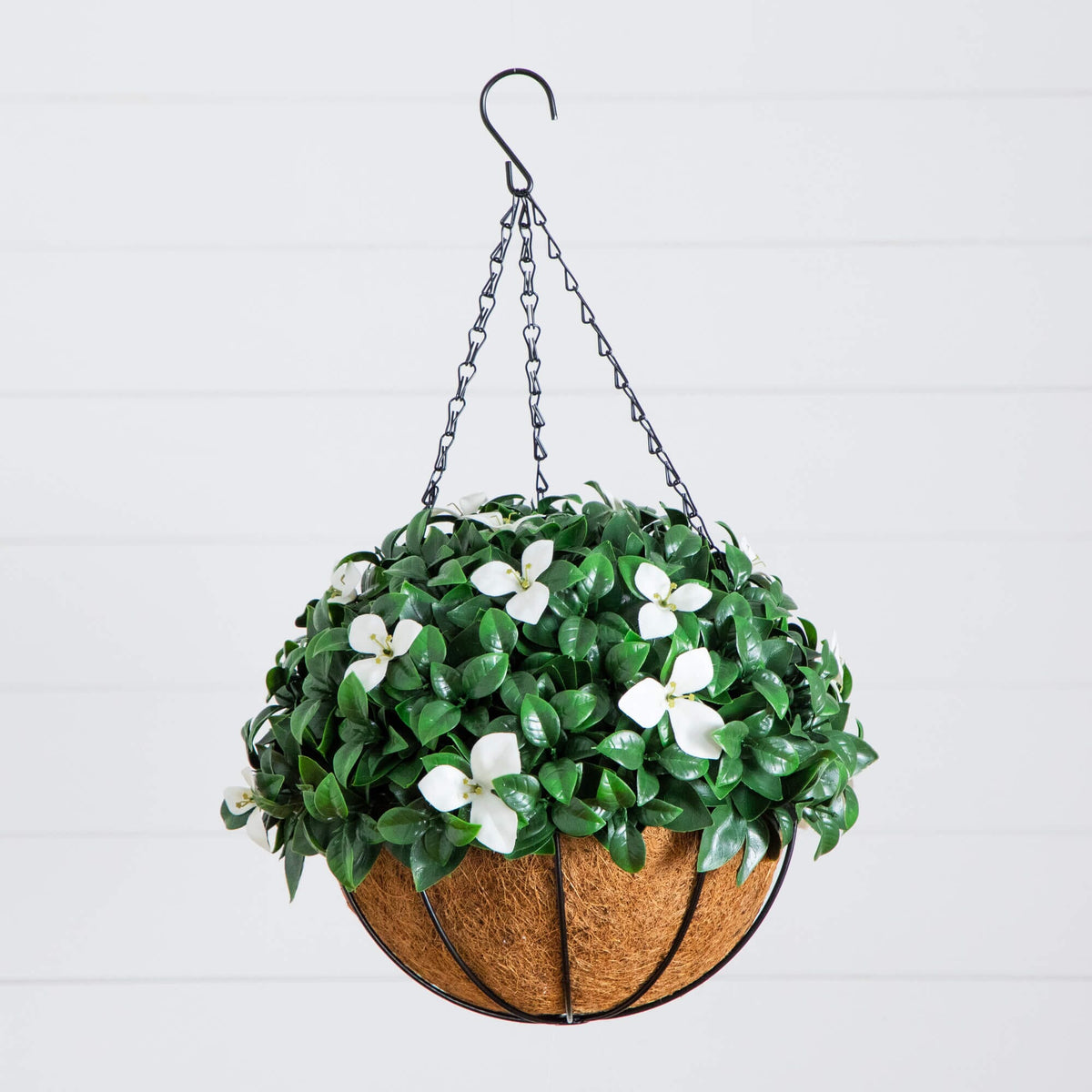 a plant in a basket