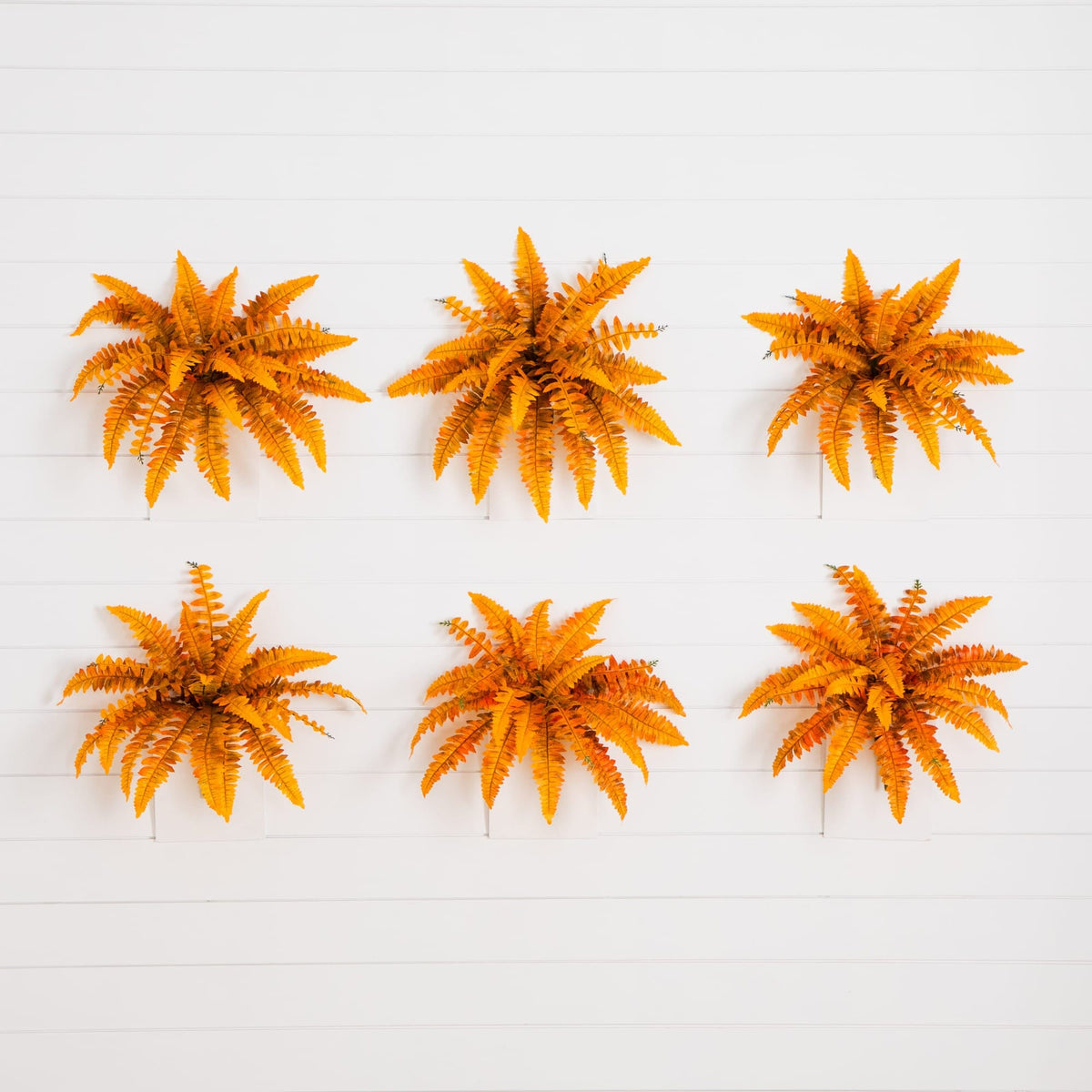 a group of orange plants on a white wall