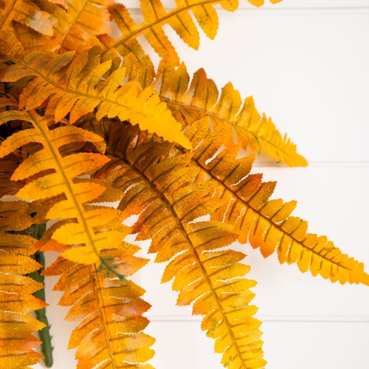 a close up of a plant