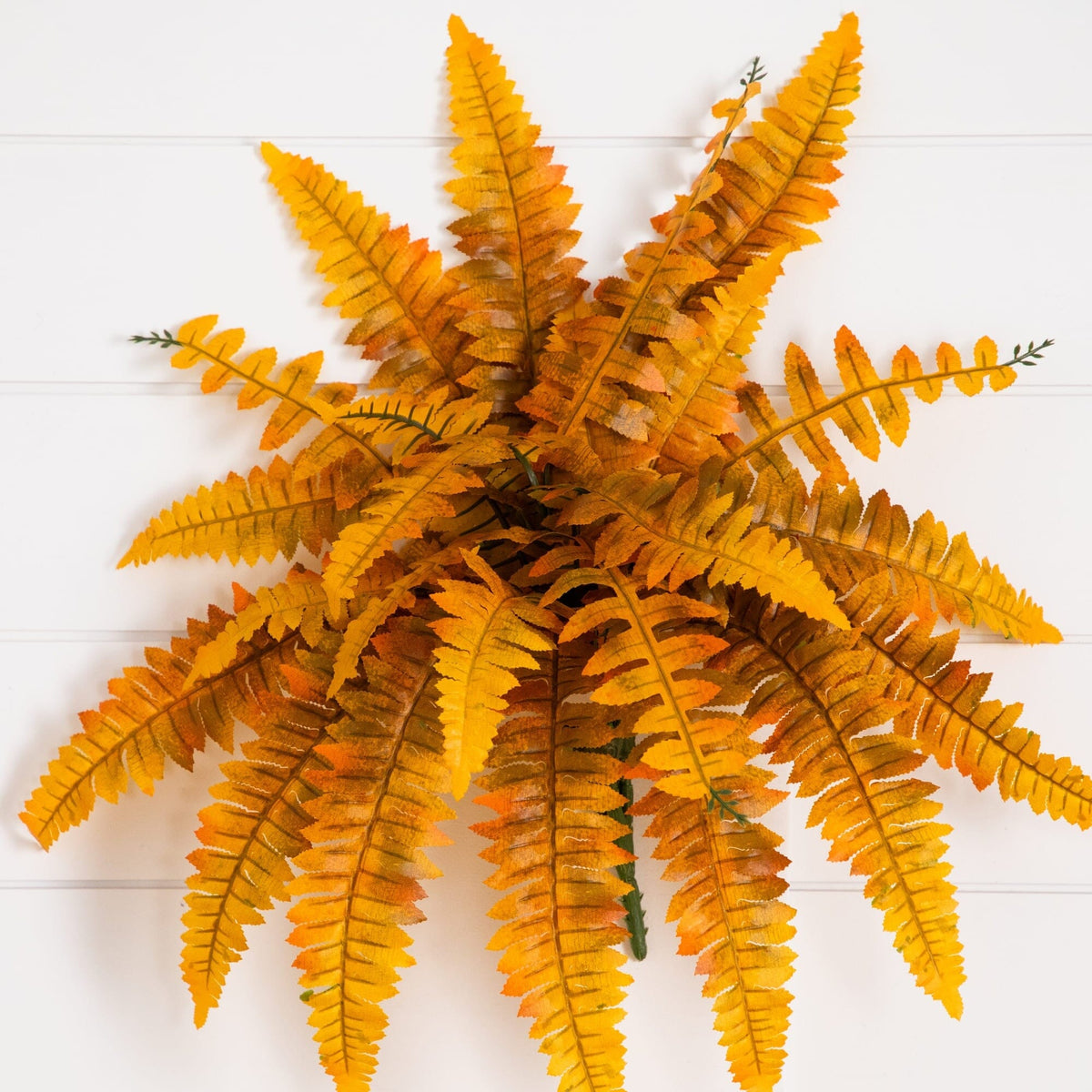 a plant with yellow leaves