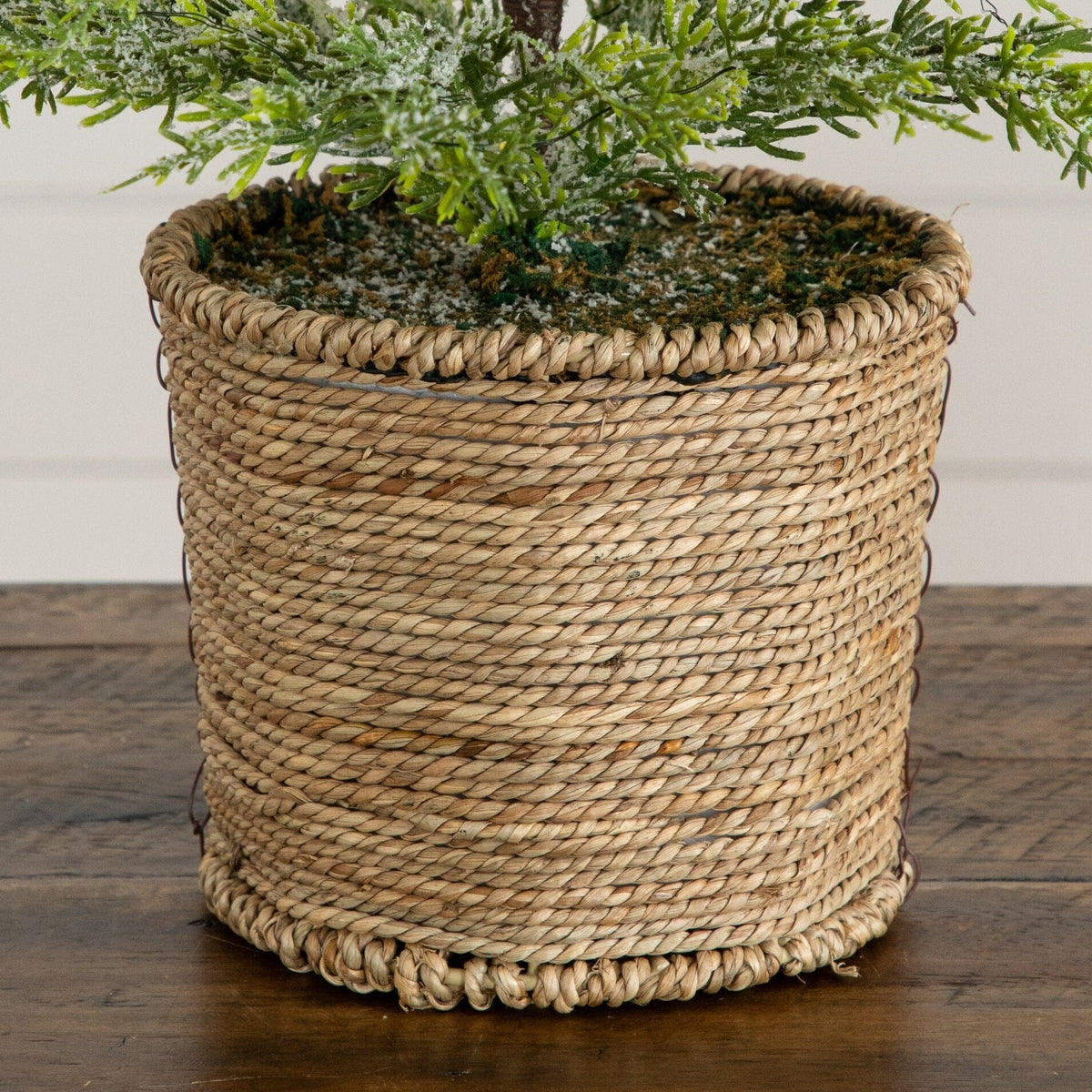 a plant in a pot