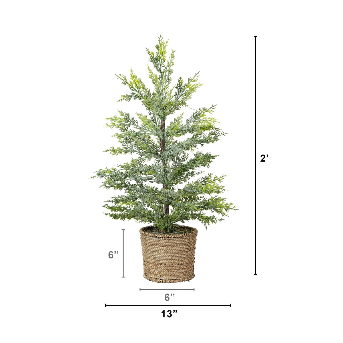 a small tree in a pot