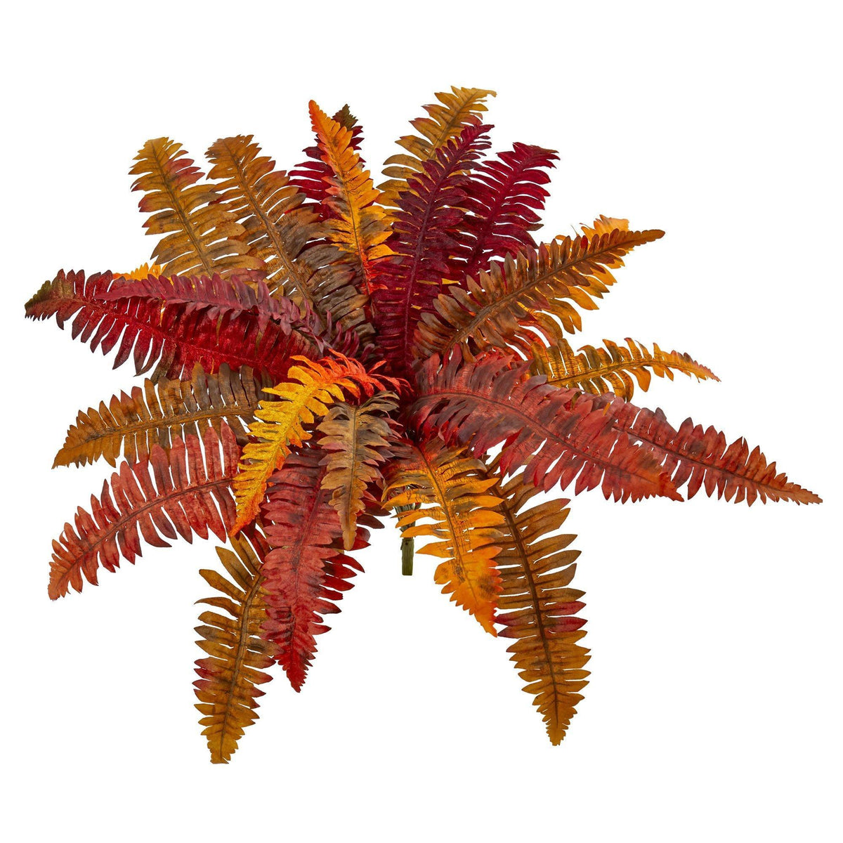 a plant with red and yellow leaves