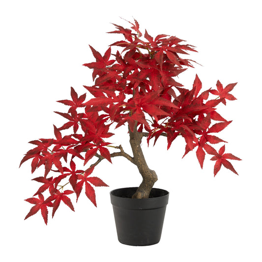 a small tree in a pot