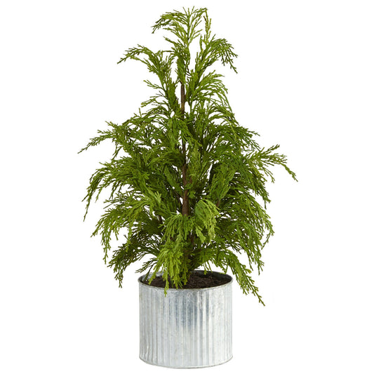 a plant in a pot