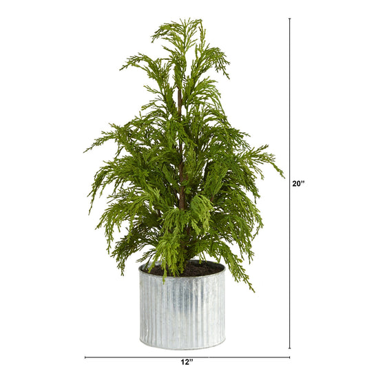 a plant in a pot