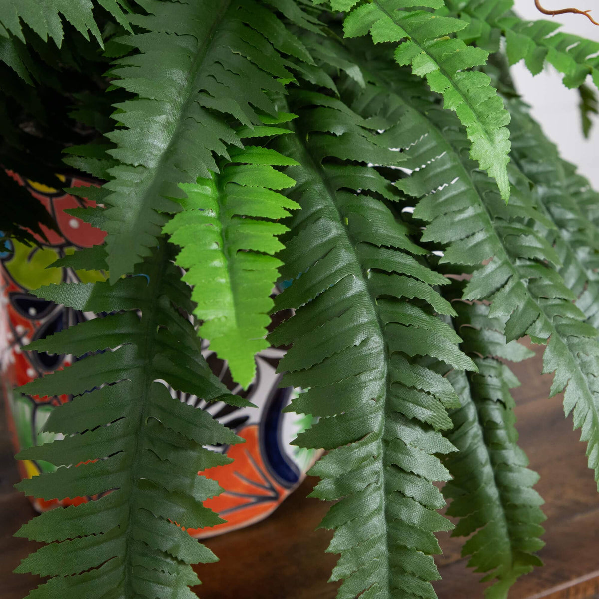 a close up of a plant