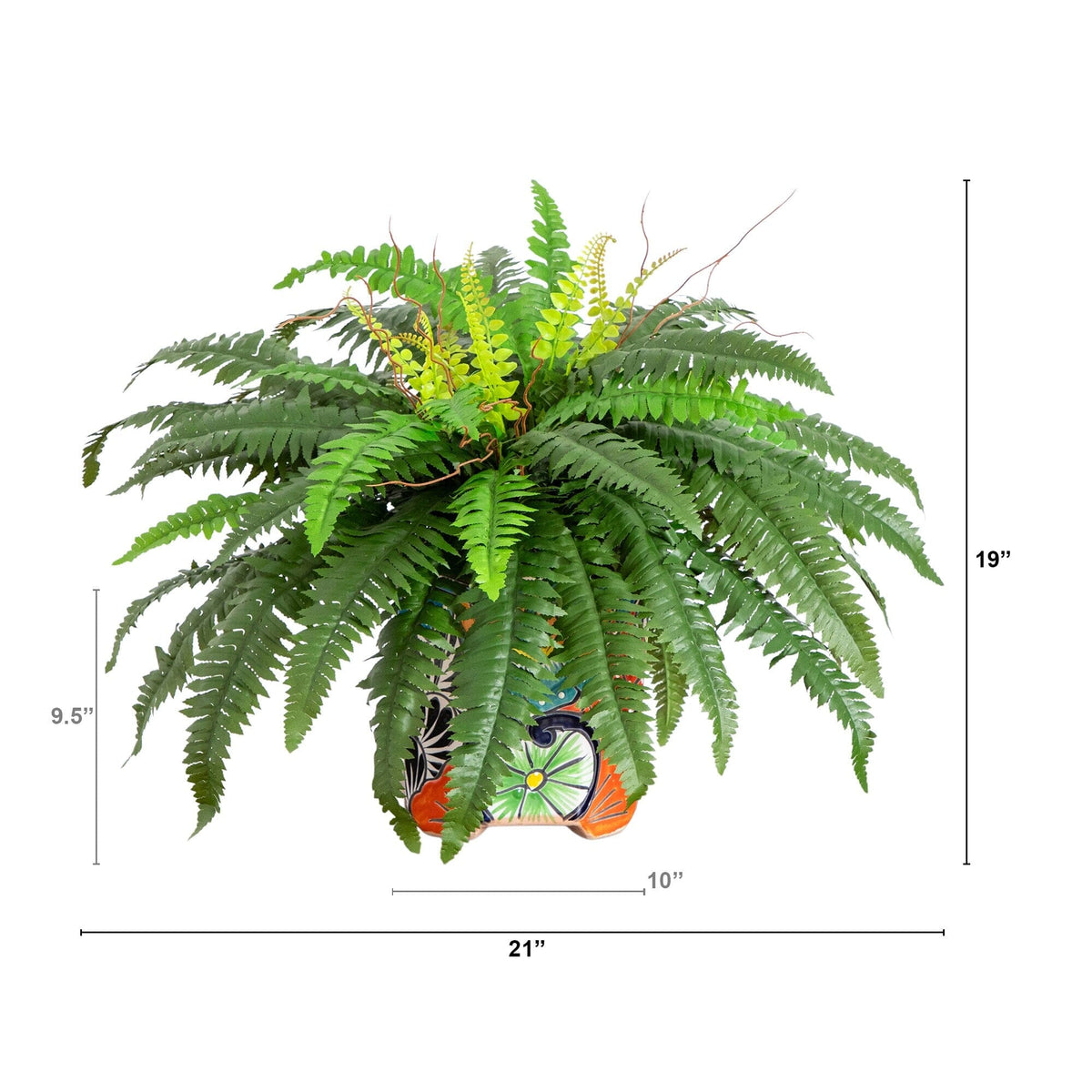 a plant with a height of the size of the plant