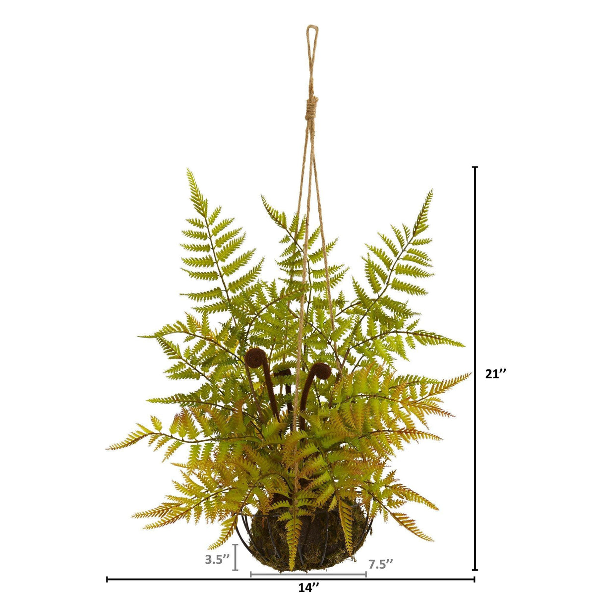 a plant with a height chart