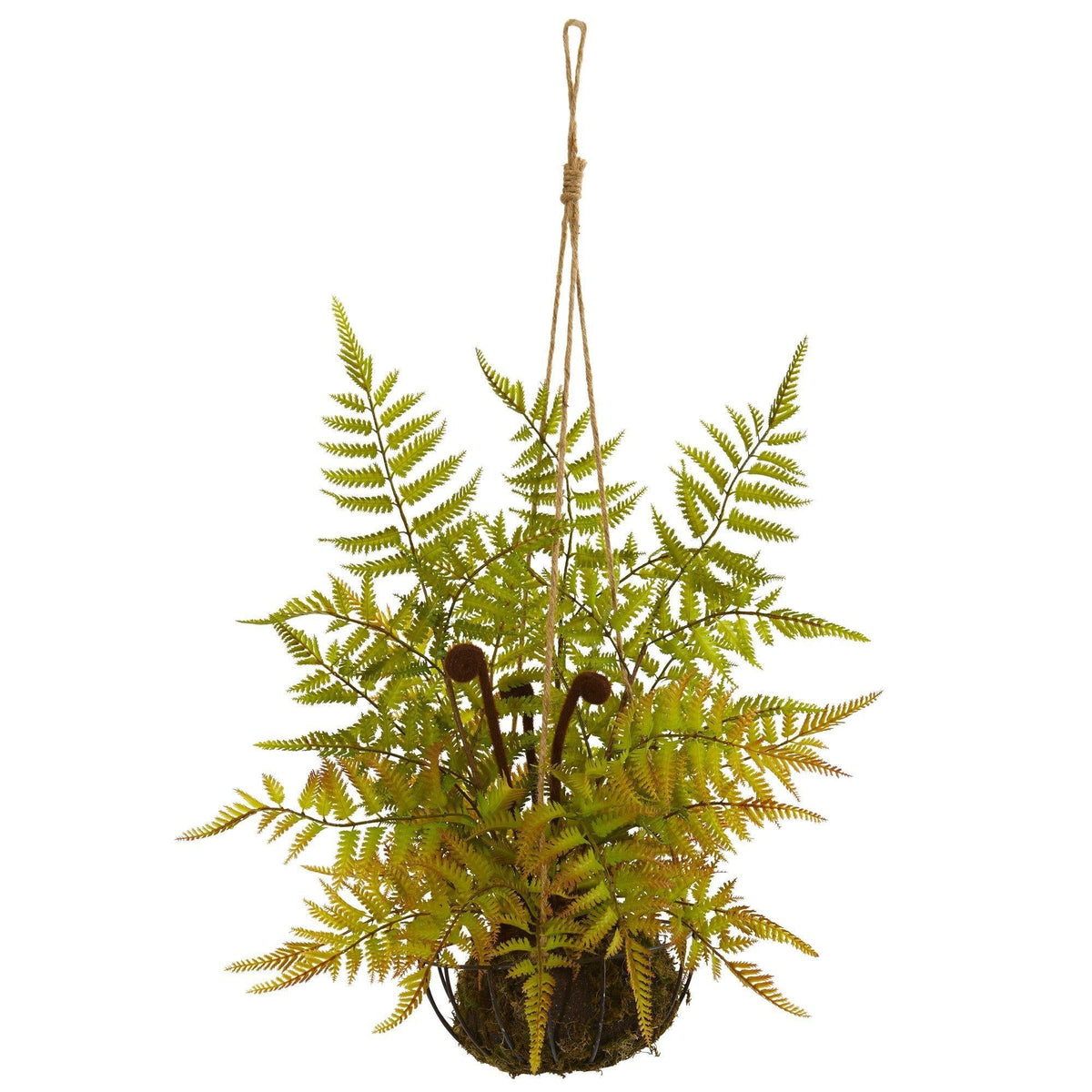 a plant in a pot