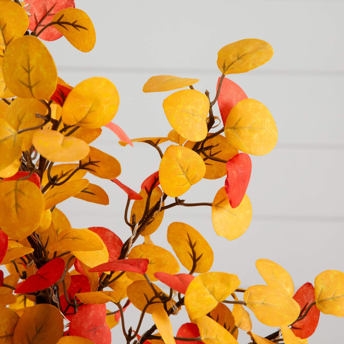 a close up of a plant