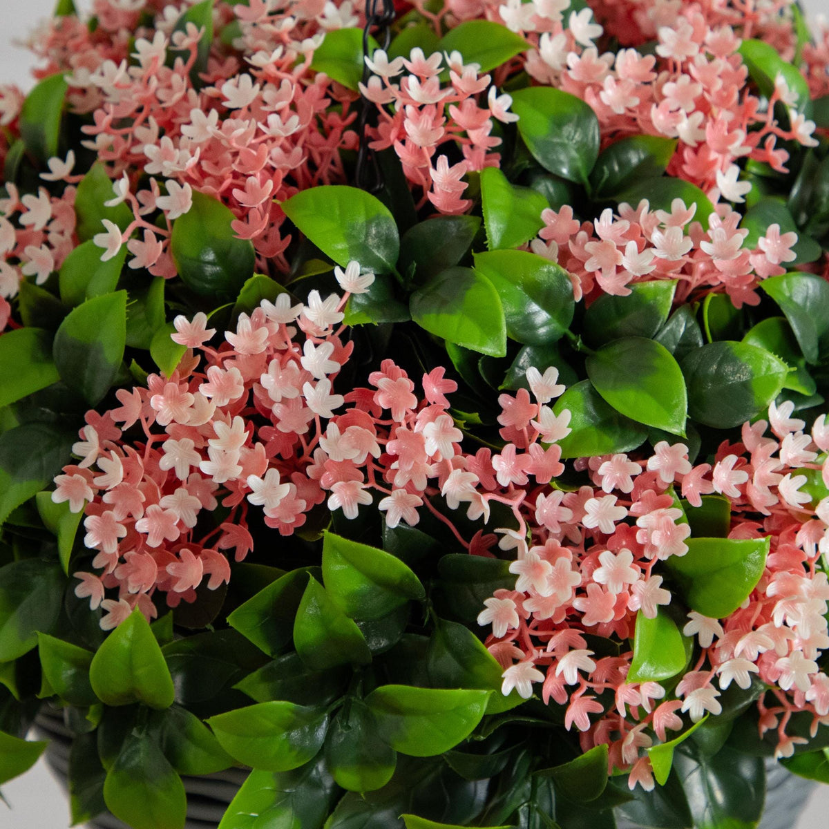 a potted plant with pink flowers
