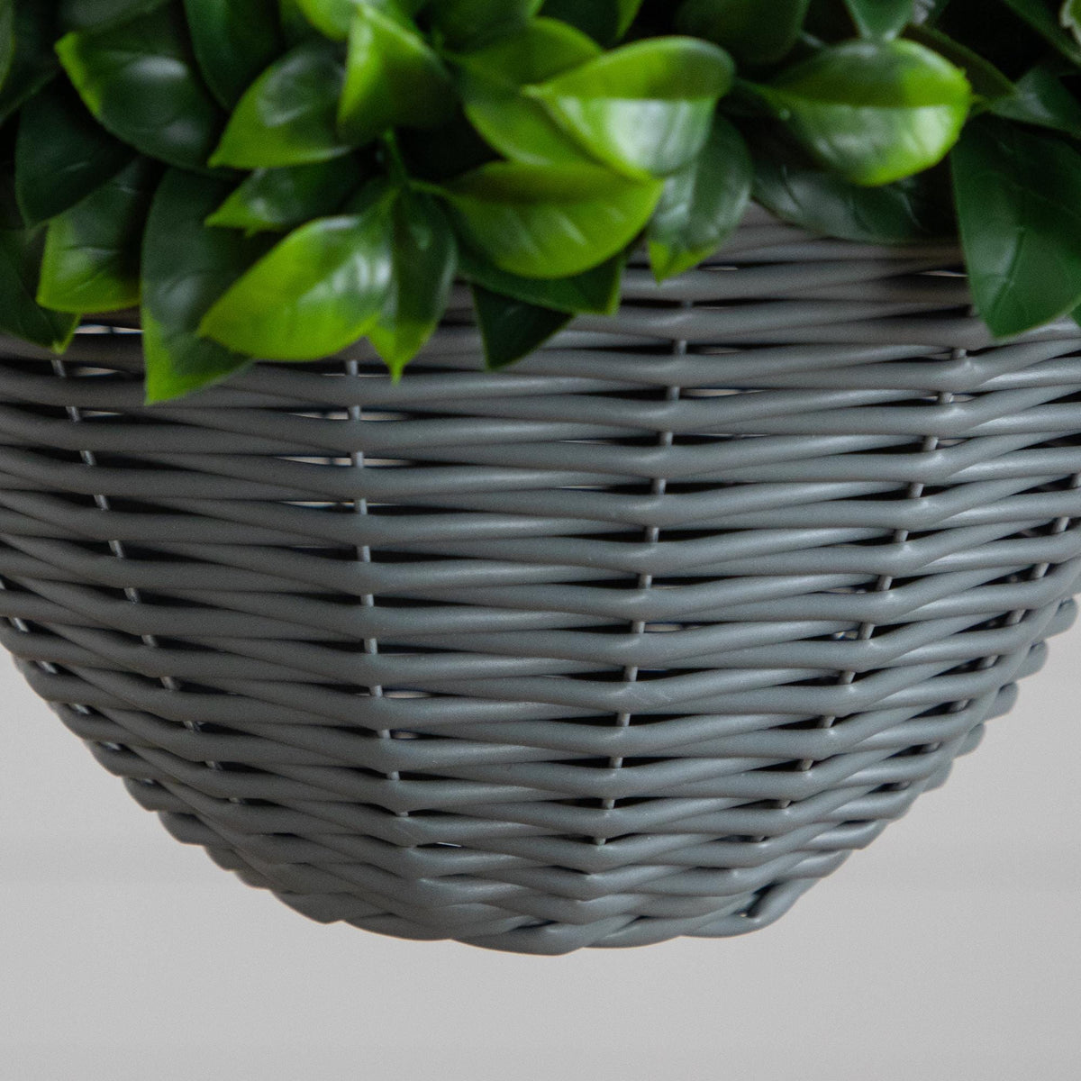 a plant in a basket