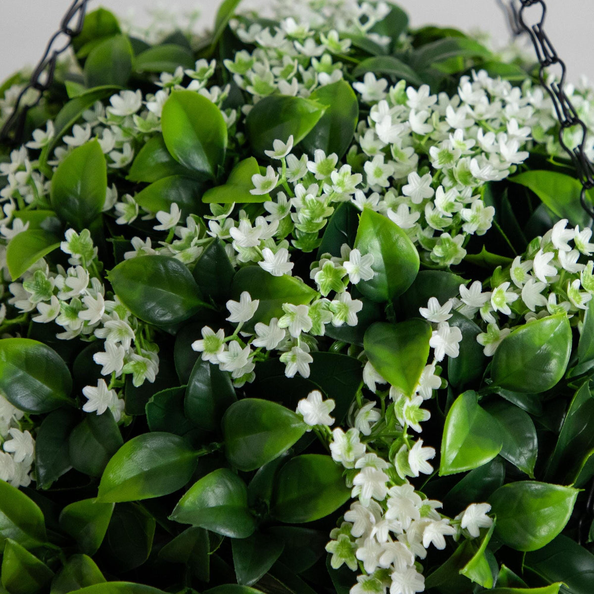 a plant with white flowers and green leaves