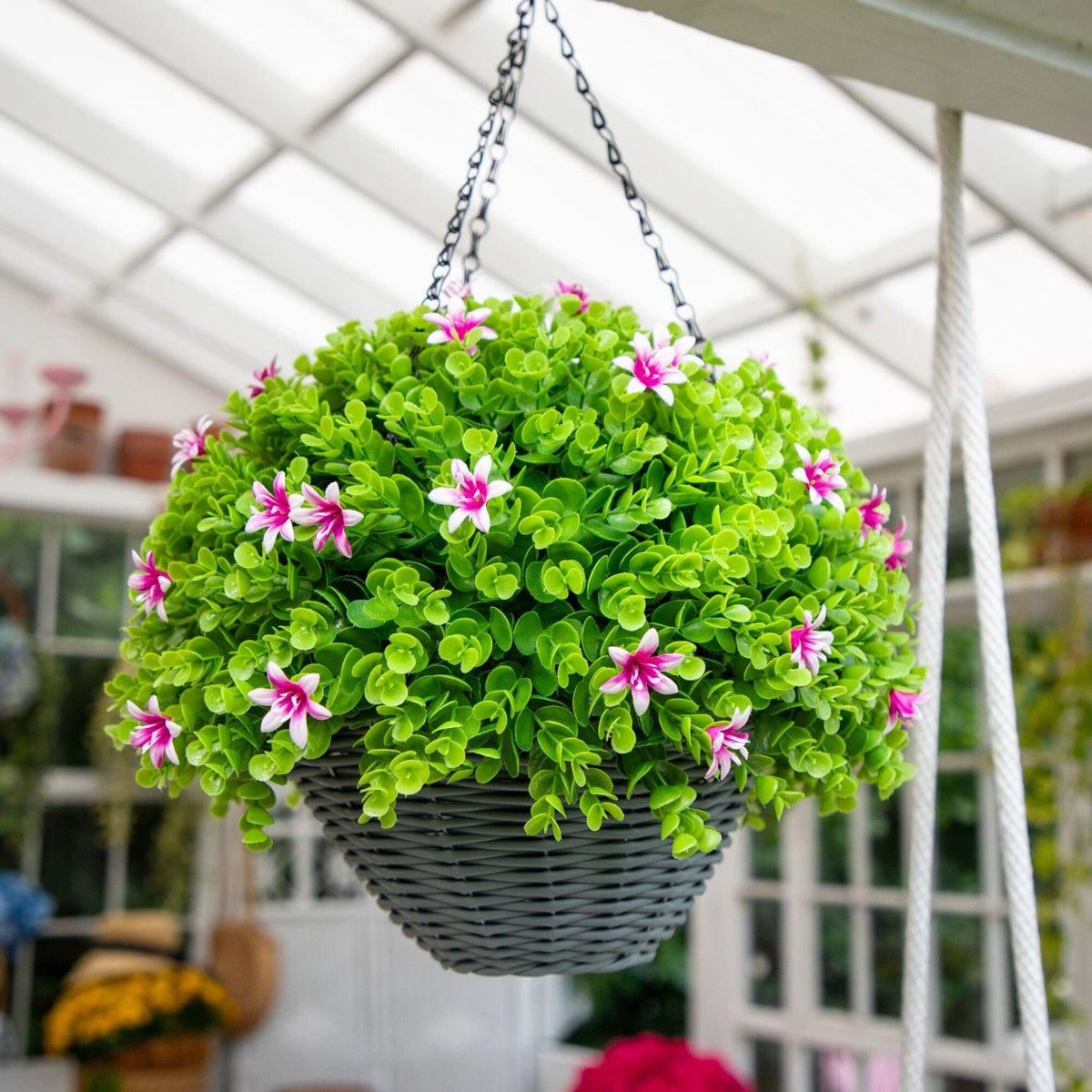a plant in a basket