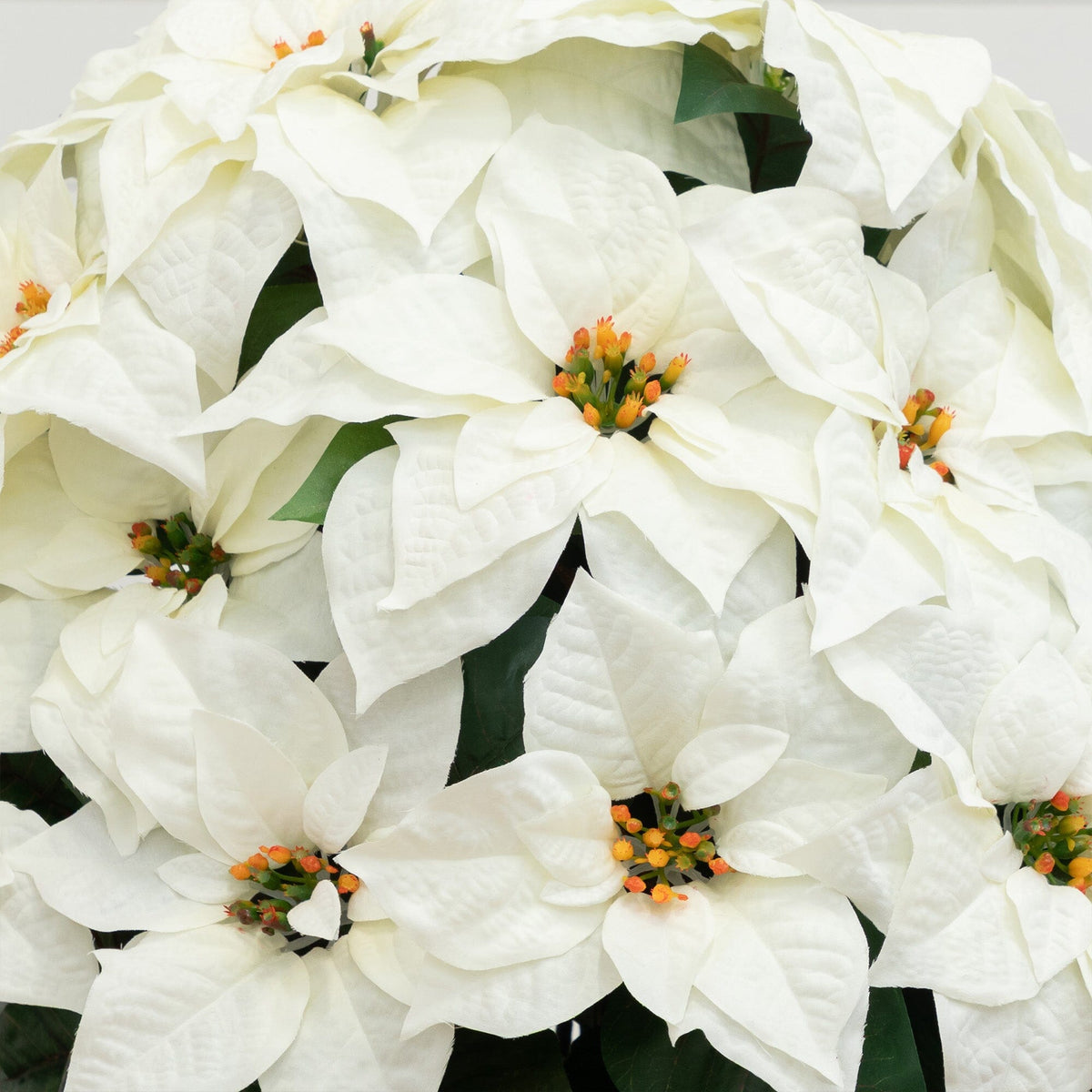 a group of white flowers