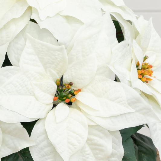 a close up of a white flower