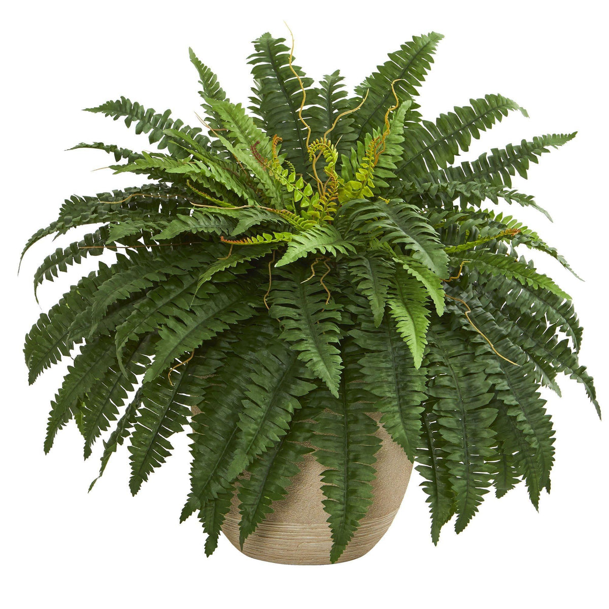 a plant in a pot