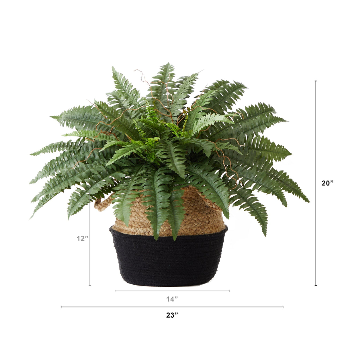 a plant in a pot with size of the size of it