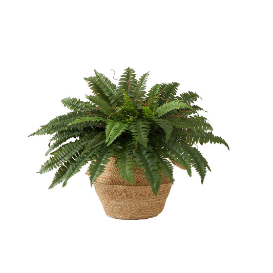 a plant in a pot