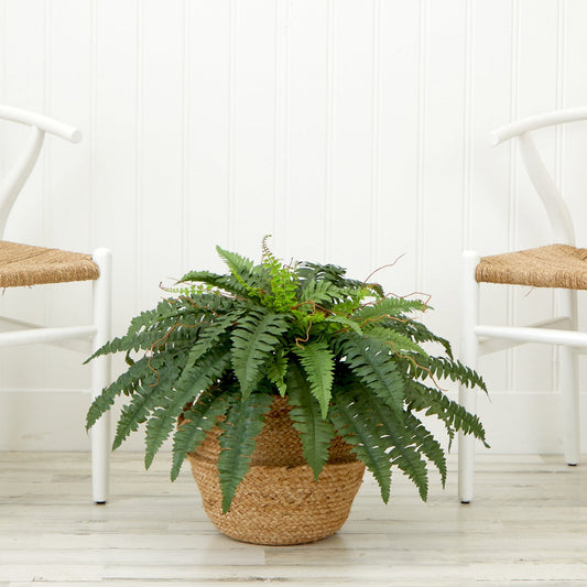 a plant in a basket next to two chairs