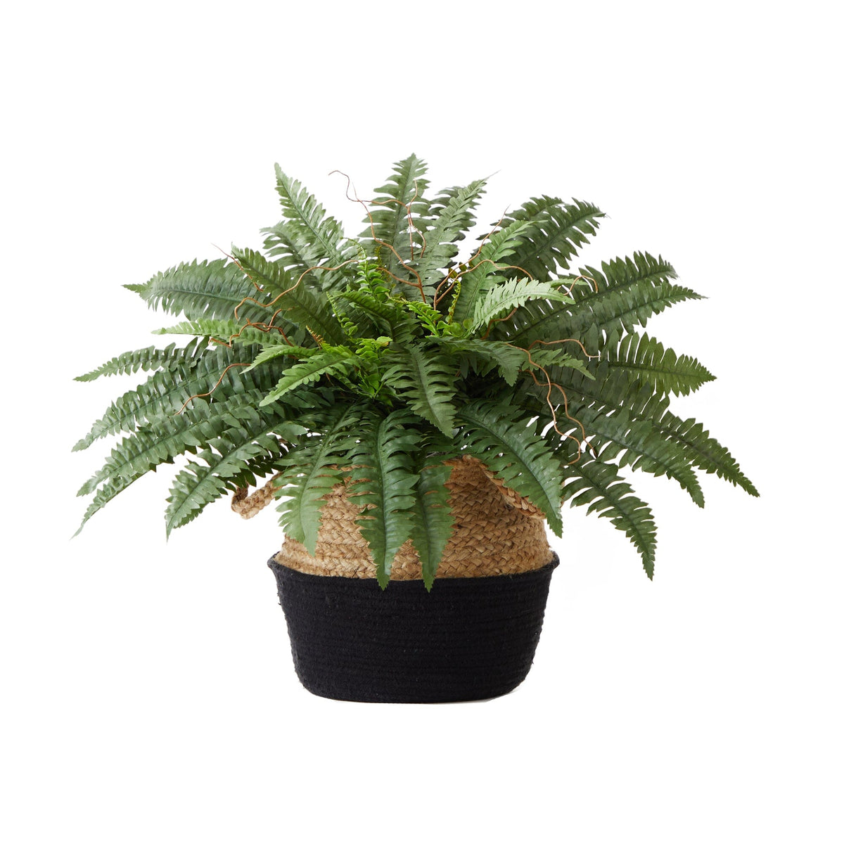a potted plant with a fern