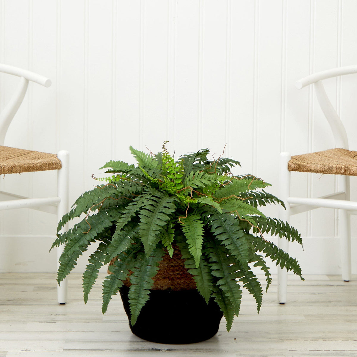 a plant in a pot next to two chairs