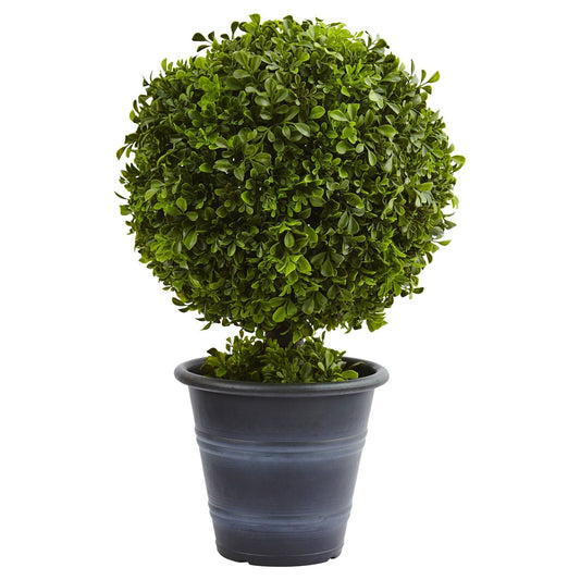 a plant in a pot