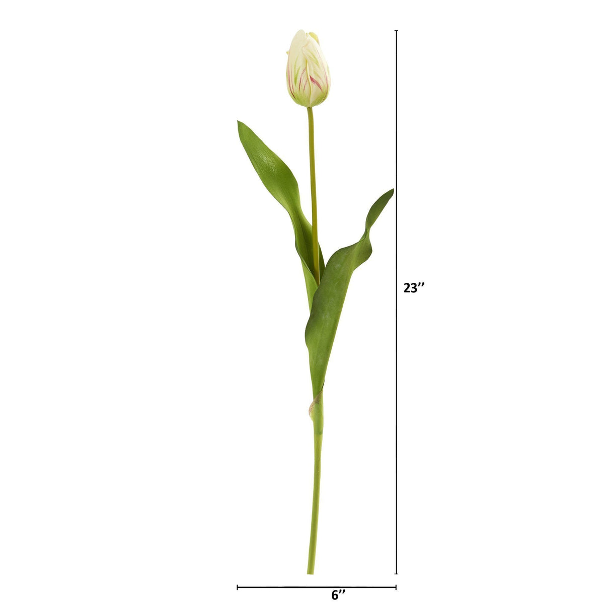 a tulip with a long stem and a long stem with a long stem