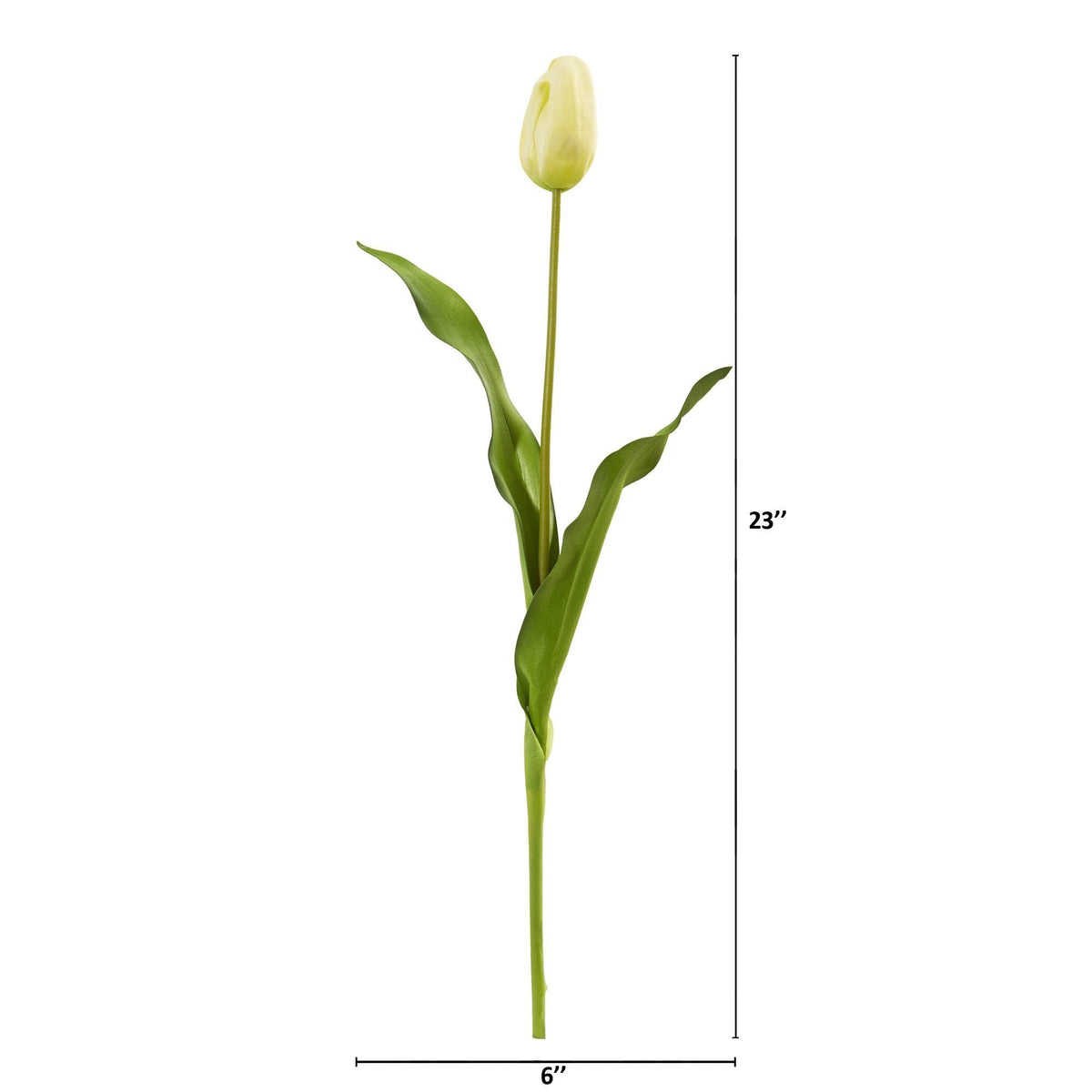 a tulip with a long stem