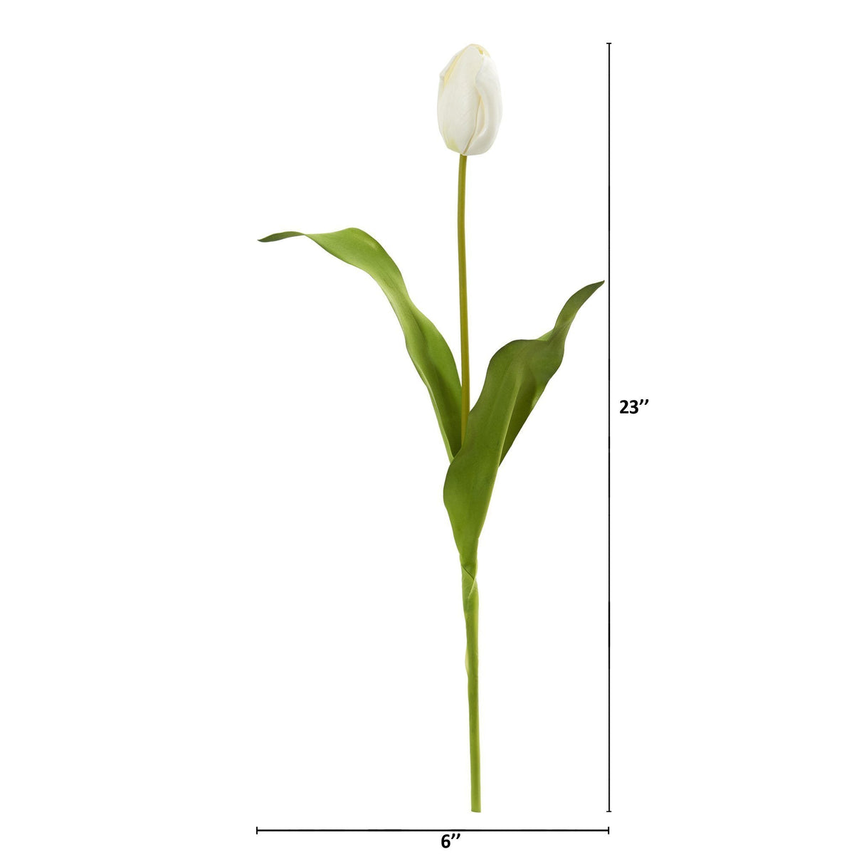 a white tulip with long green leaves