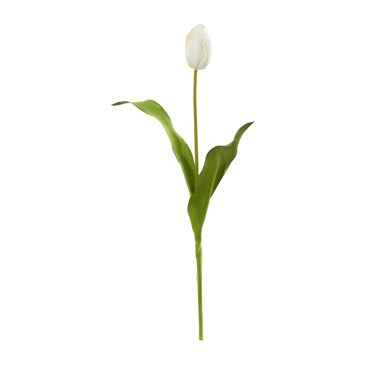 a white tulip with green leaves