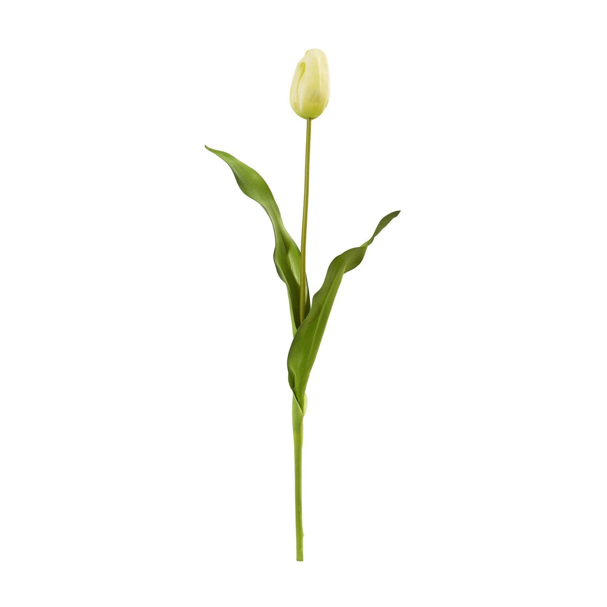 a white tulip with green leaves