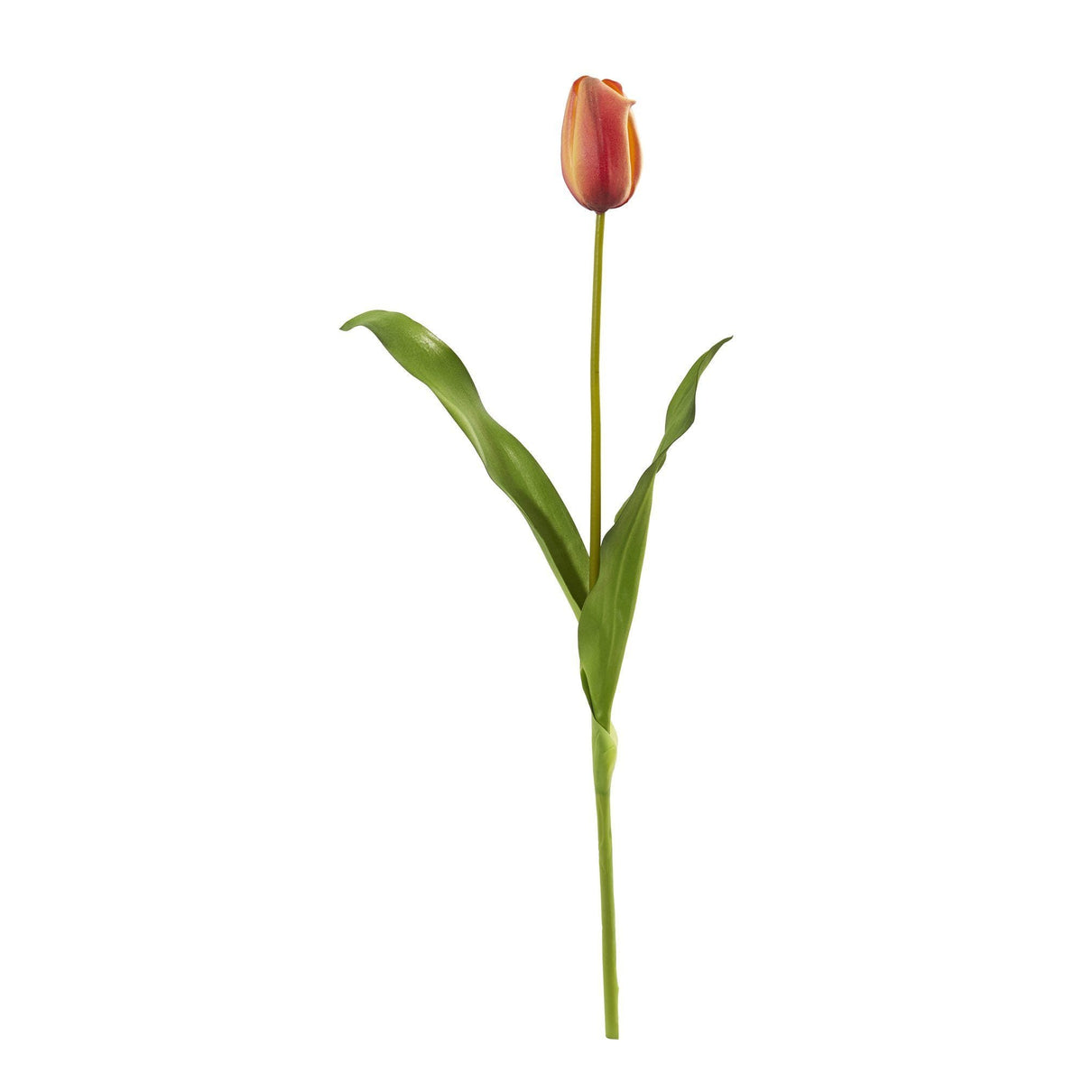 a close up of a flower