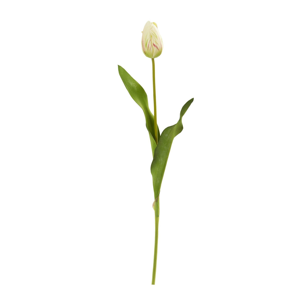 a white flower with green leaves