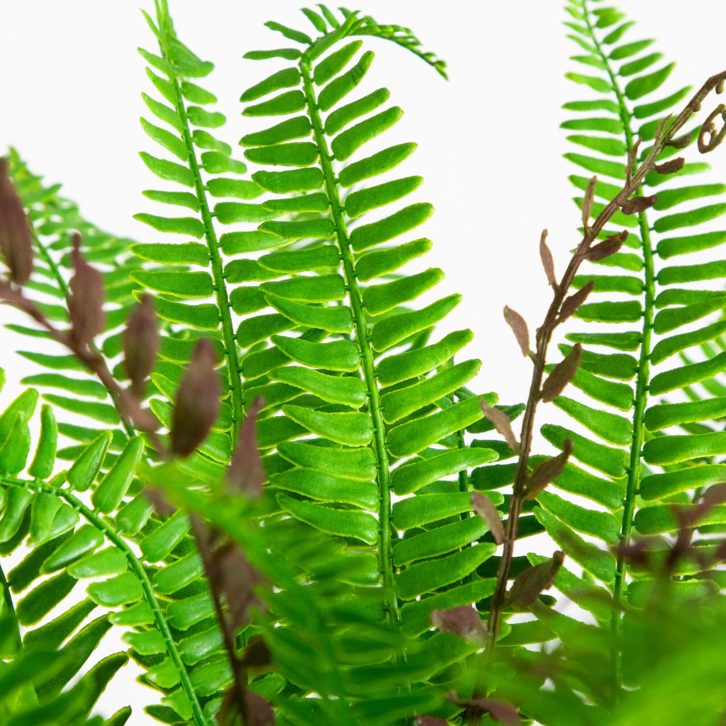 23-in UV Resistant Artificial Real Touch Boston Fern Plant (Indoor/Outdoor)