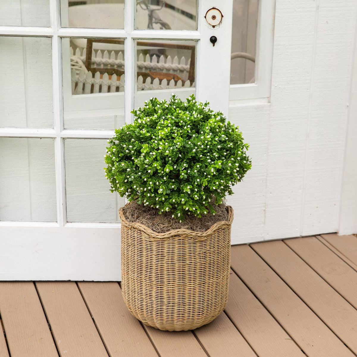 a plant in a pot on a porch