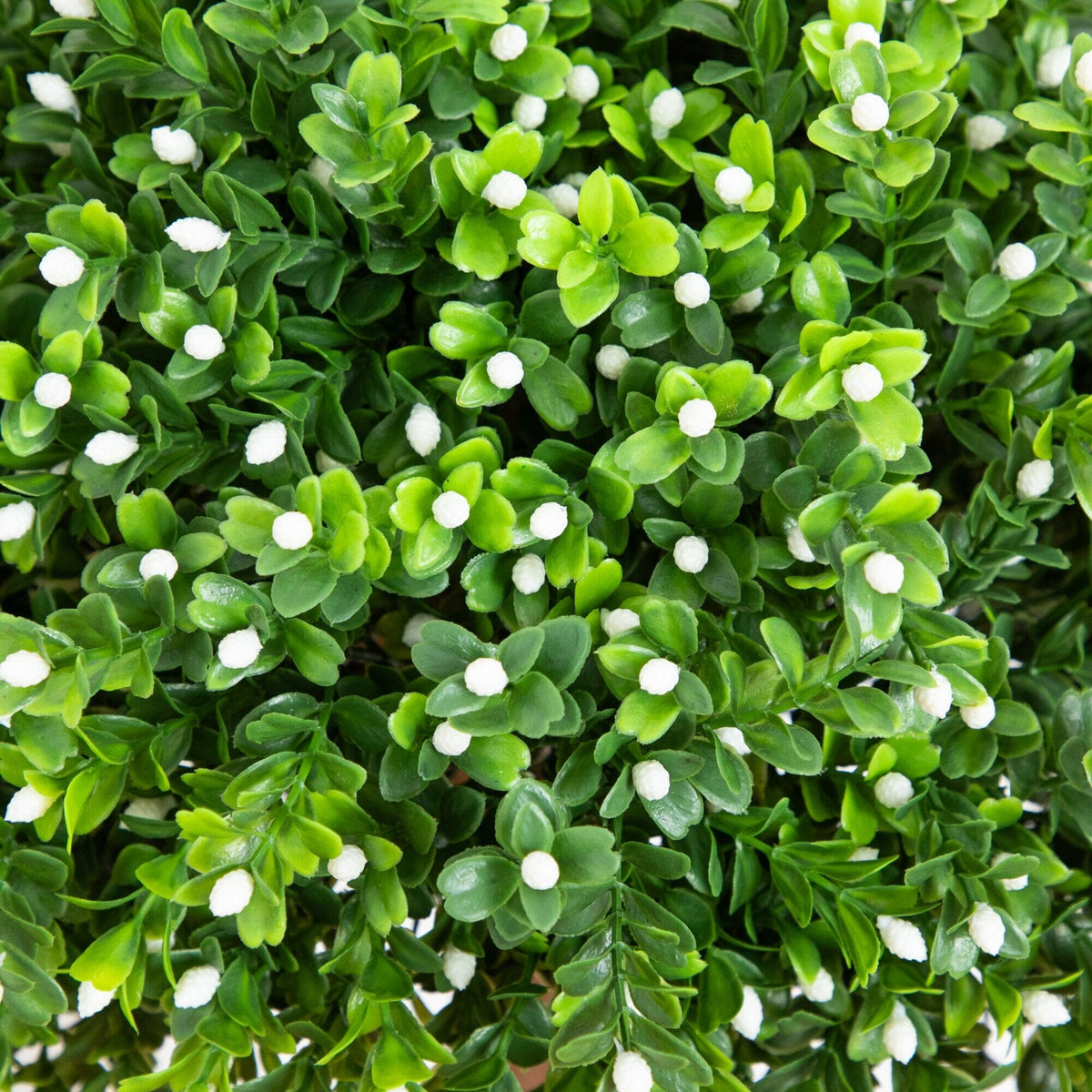 a close up of a plant