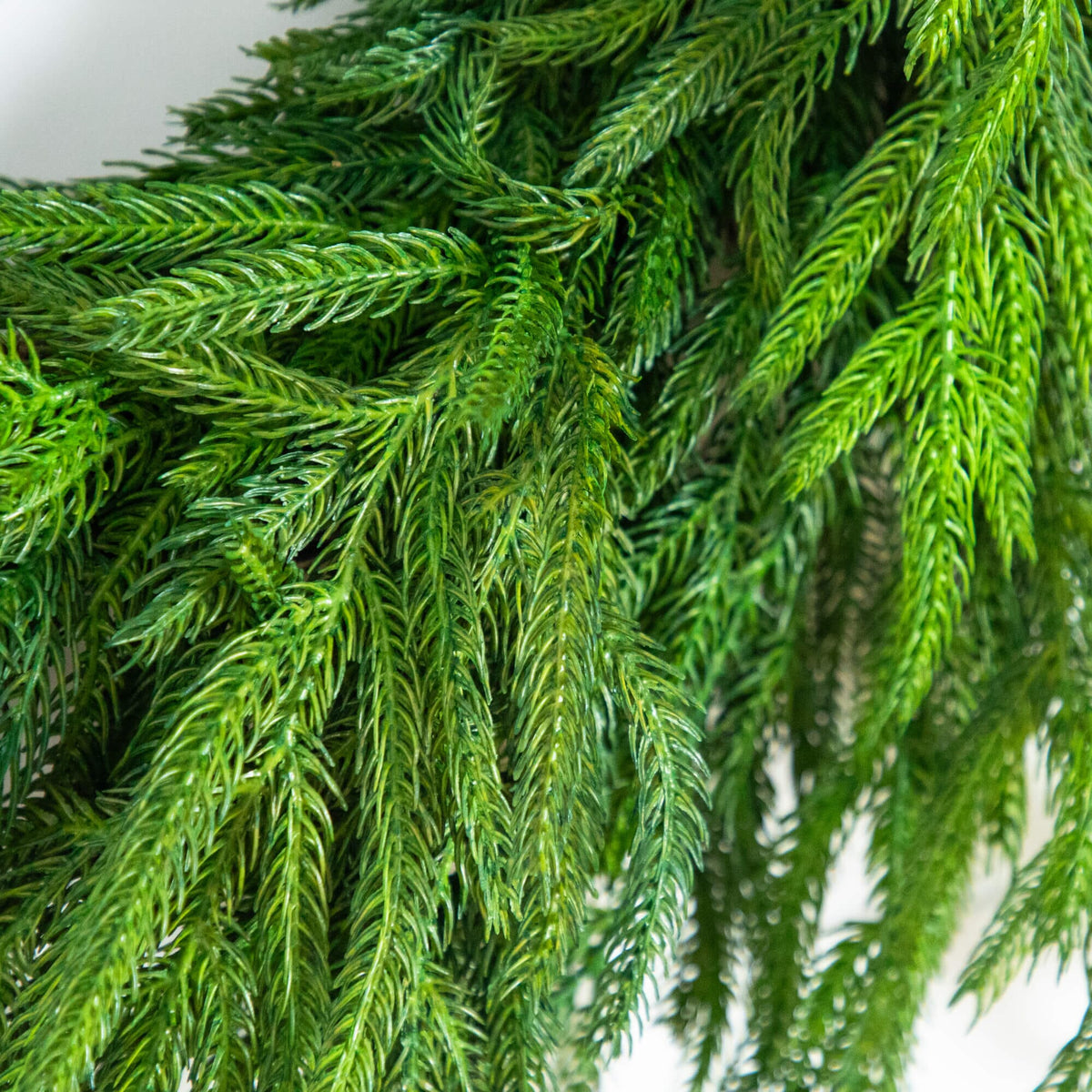 a close up of a green plant