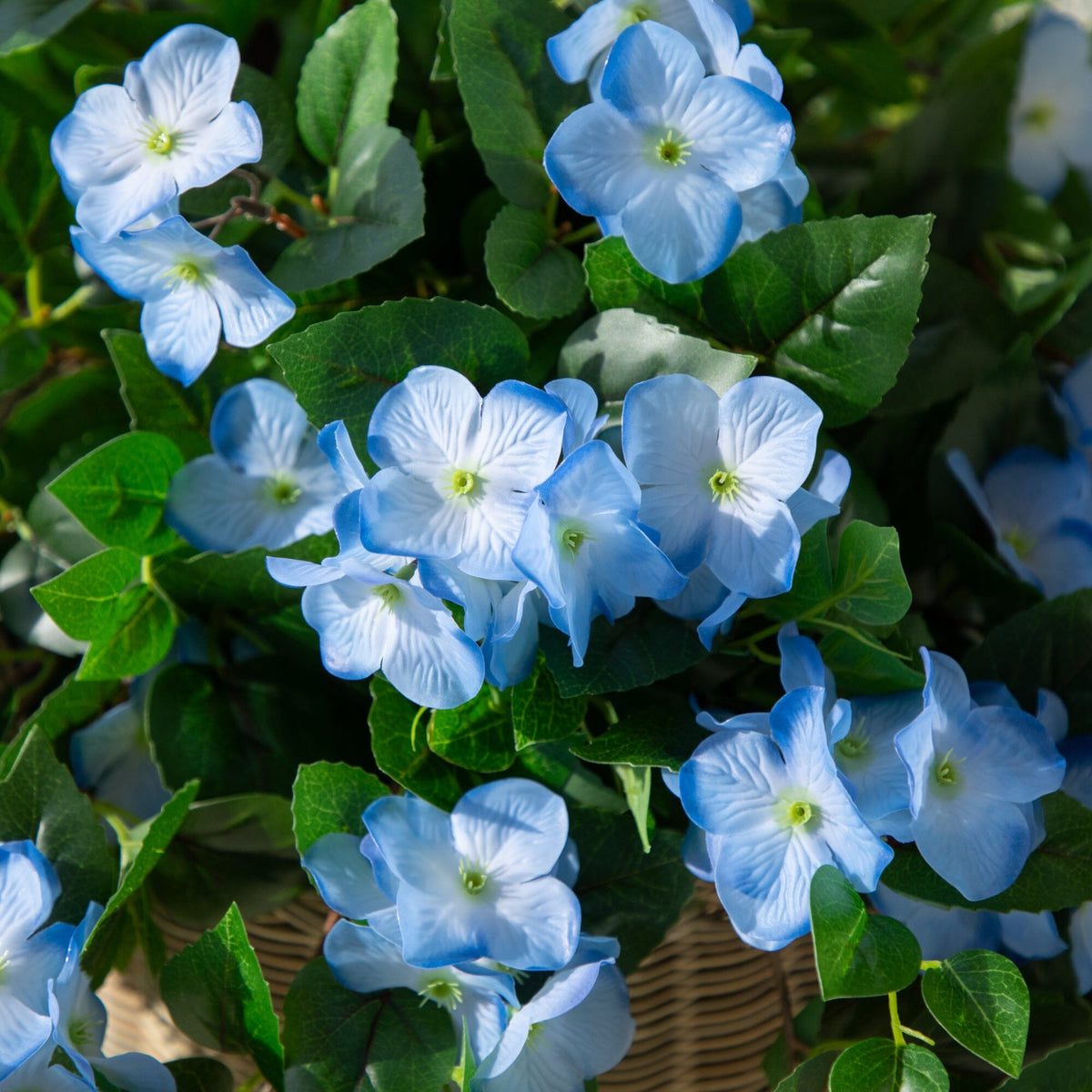 a close up of blue flowers