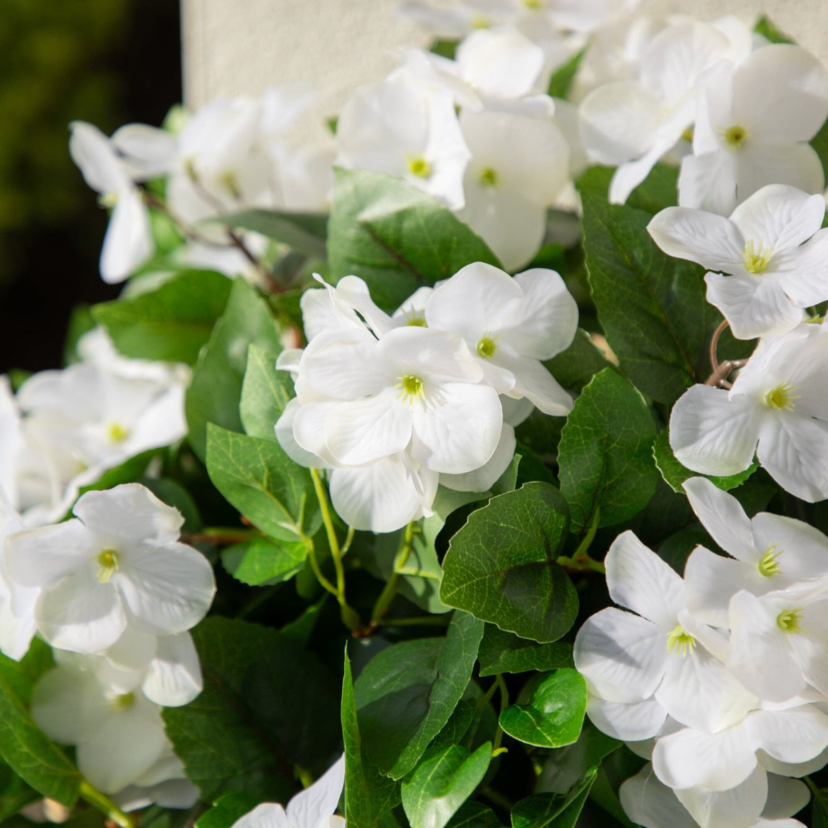 a close up of white flowers