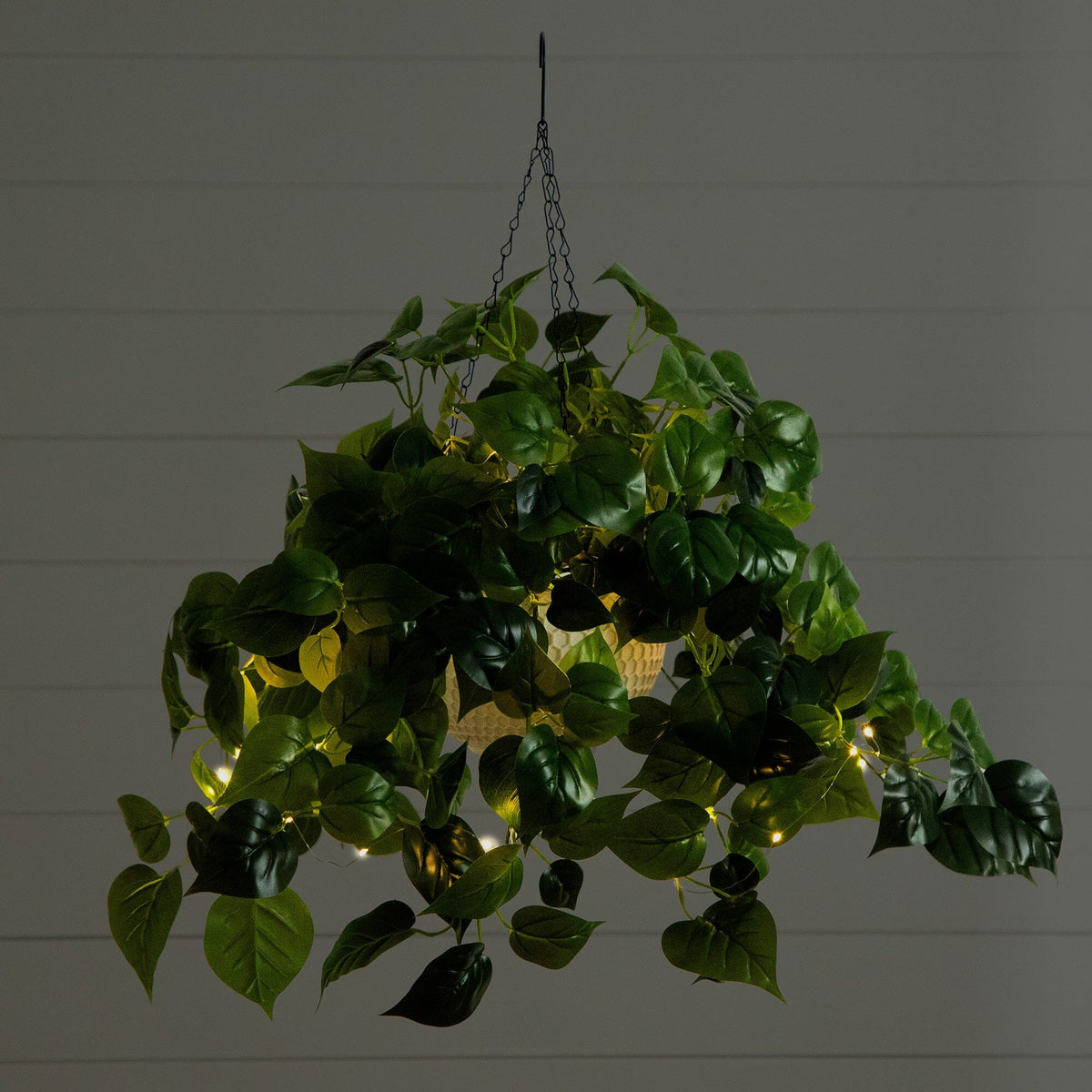 a plant with lights from the ceiling